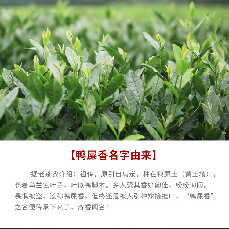 新茶鸭屎香单从茶大乌叶凤凰单枞茶春茶潮州原产茶叶500g