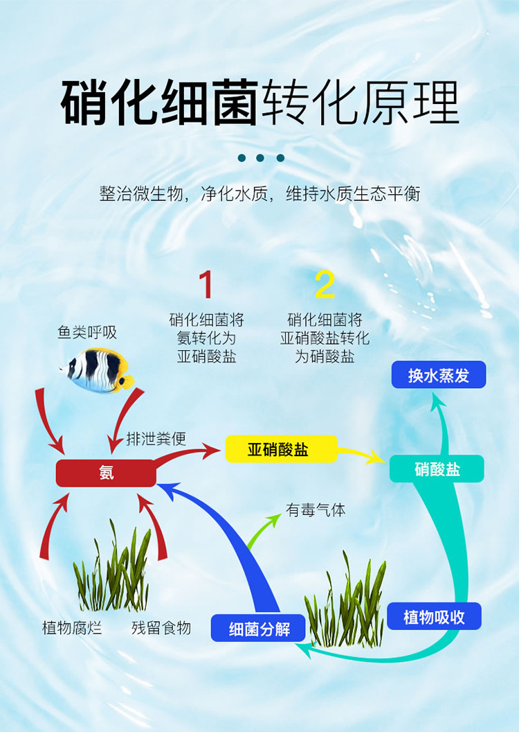 硝化细菌鱼缸净水剂硝化菌**养鱼鱼缸用鱼药水族水质**助**