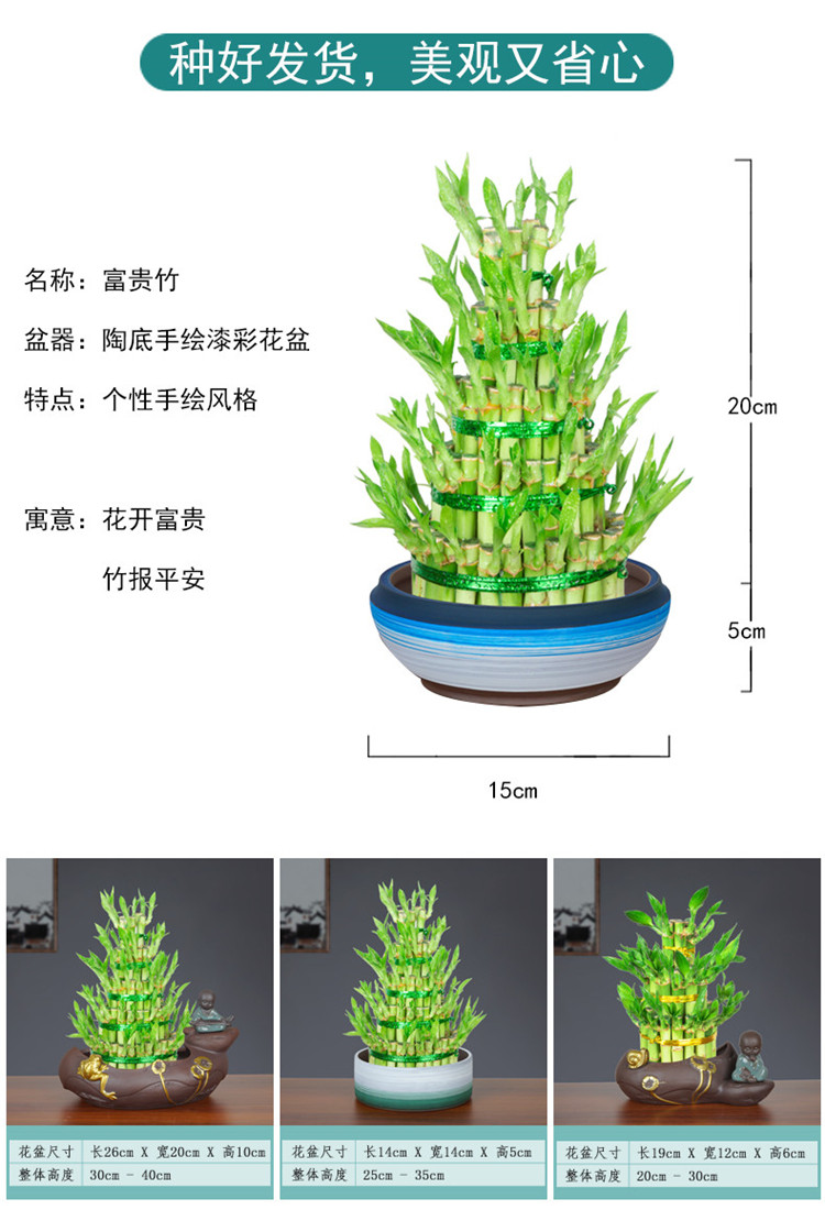 富贵竹植物水养客厅招财盆栽节节高竹塔土培绿植办公