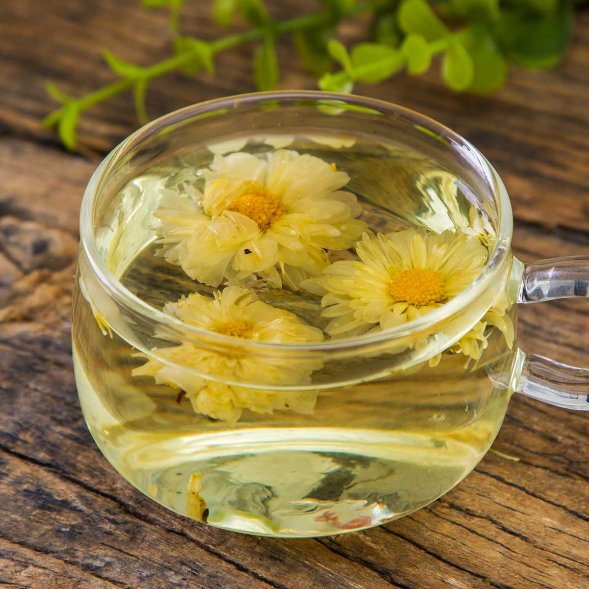 杭白菊条装菊花茶40克*2盒