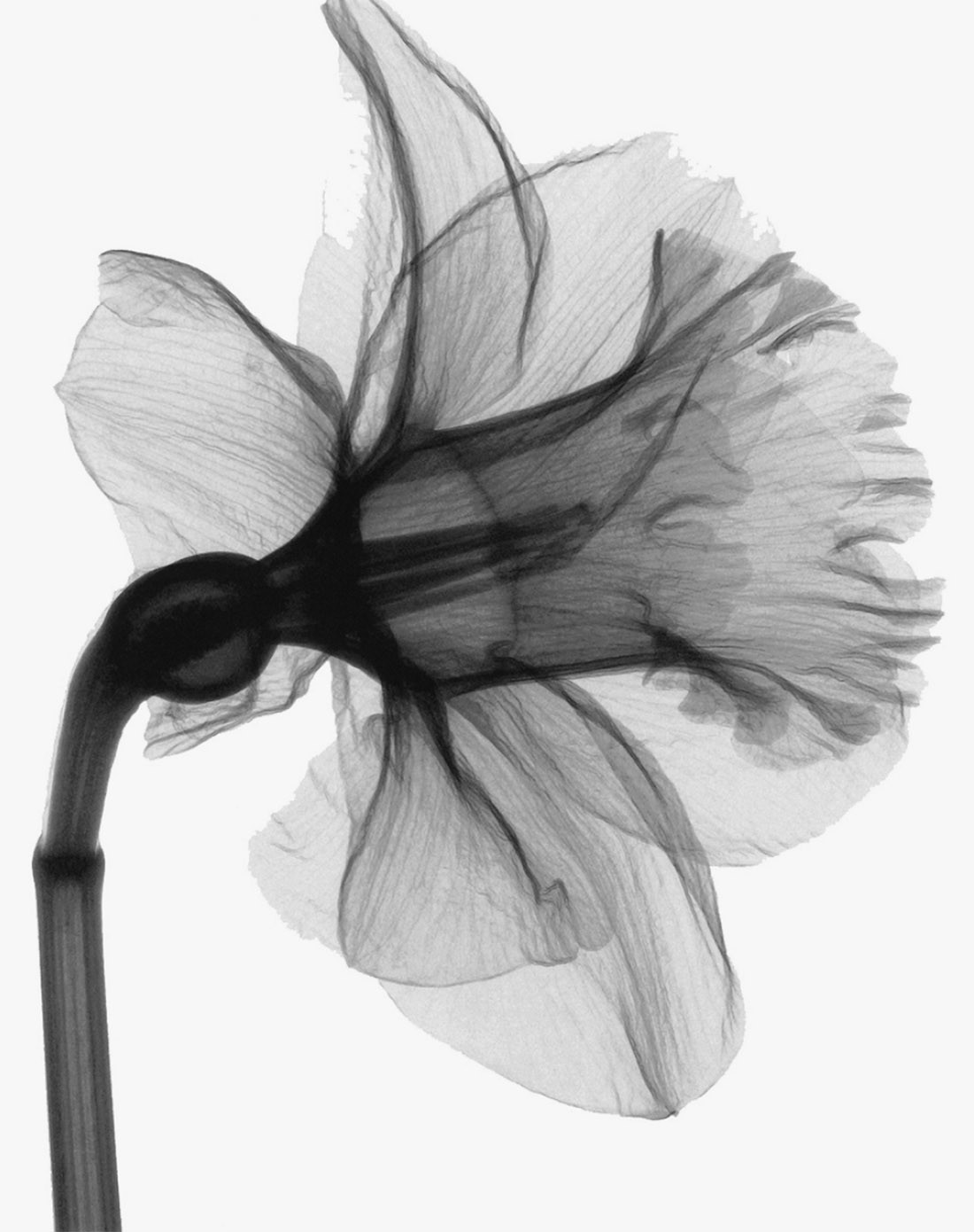 柠檬树家居装饰专场黑白透明花 现代简约装饰画wp029