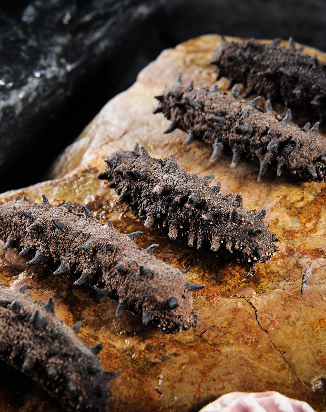 东泽大连海参鲍鱼专场北纬39度海域祥品野生纯淡干参20gsg-0007_唯品