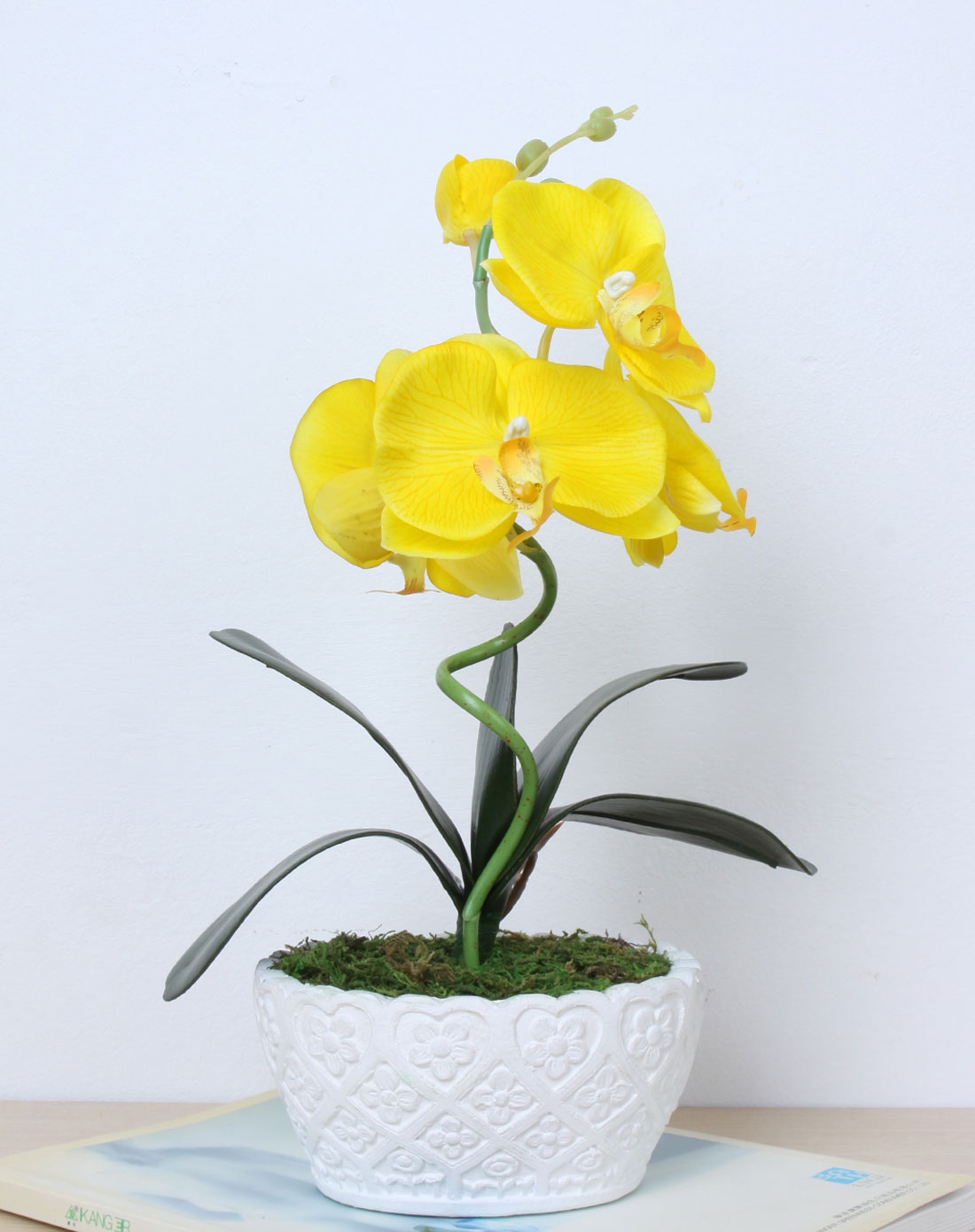 小蝴蝶兰盆栽-黄色花
