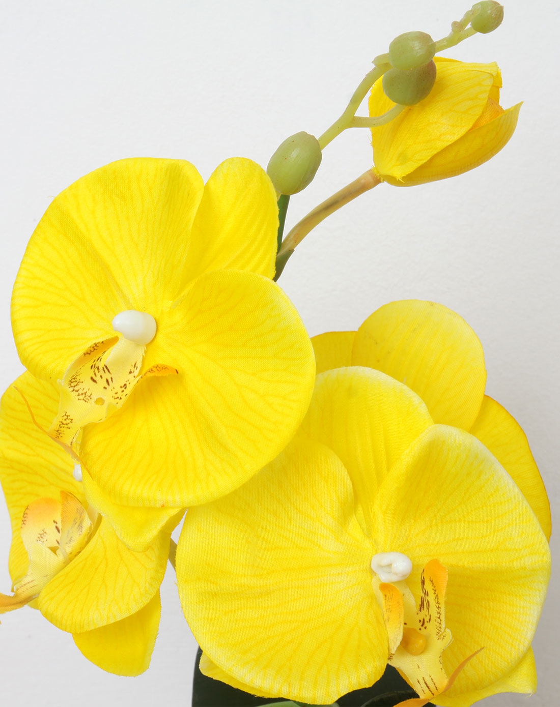 小蝴蝶兰盆栽-黄色花