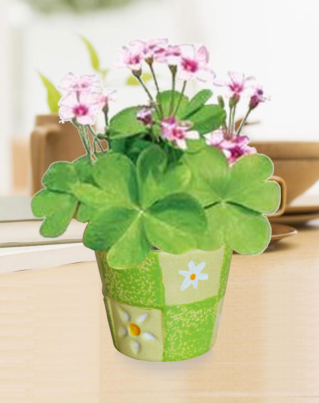 jm创意室内桌面小盆栽(风情系列-幸运草)