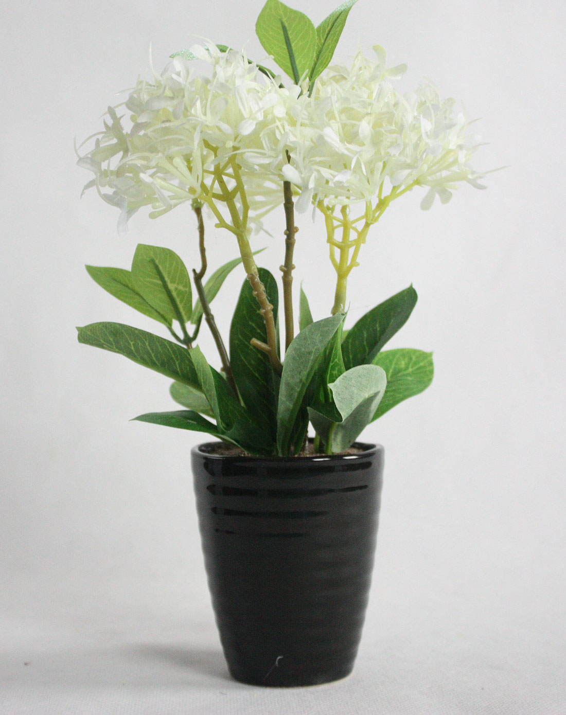 波浪纹盆夕雾花(白色)