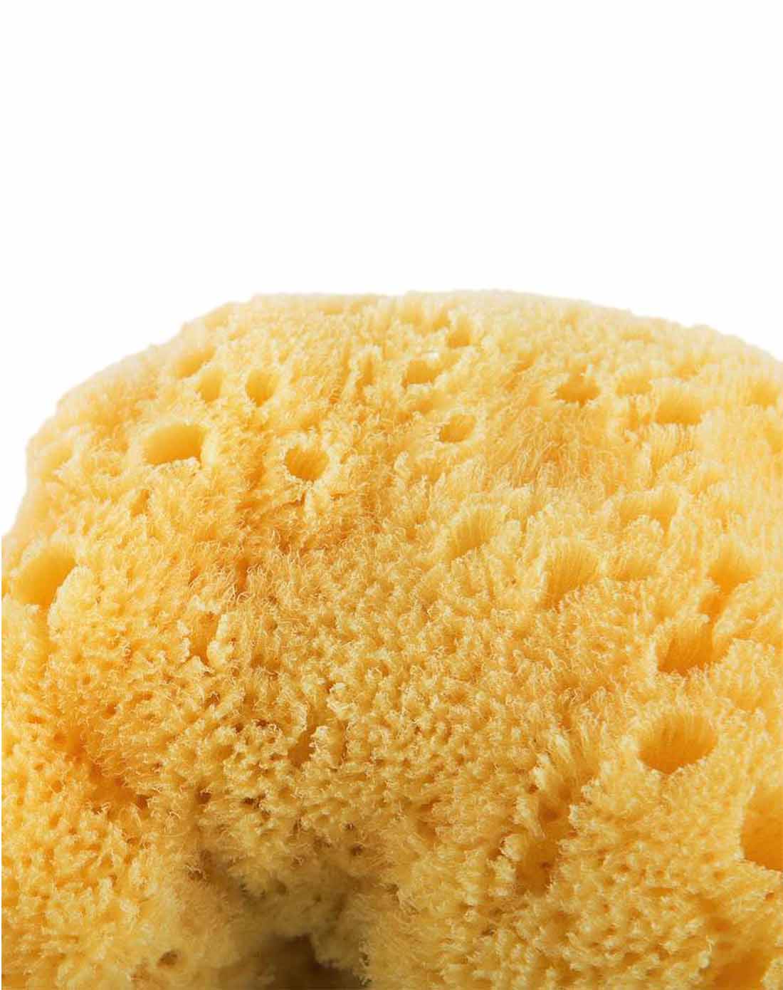 ppp 加勒比海精细天然海绵-大海绵