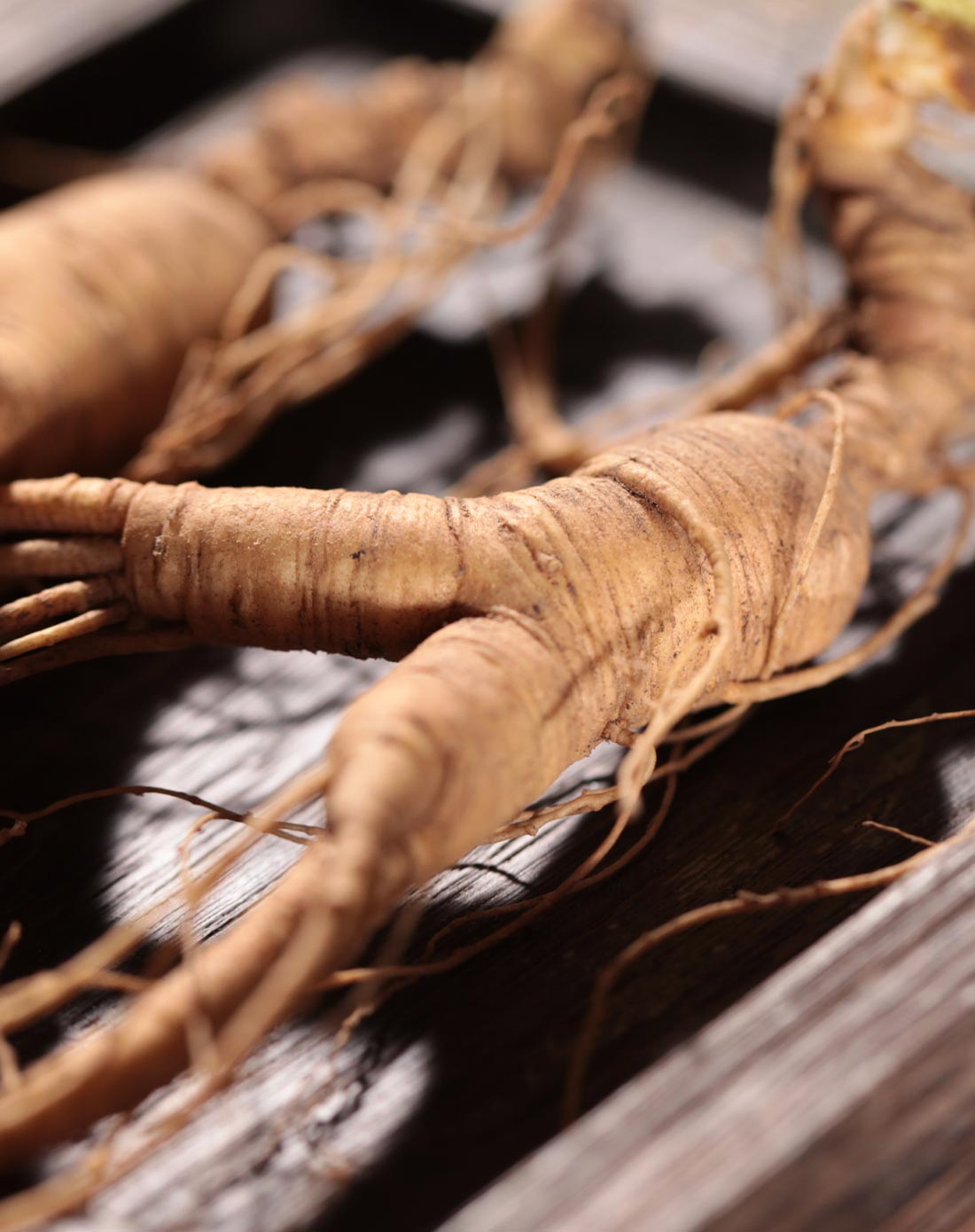 【改善春困】长白山15年新鲜野山人参雌雄一对35克