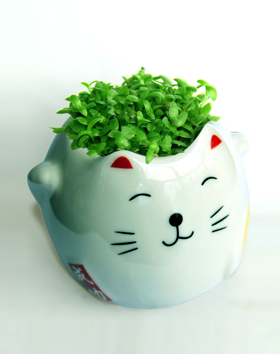 有氧植栽招财猫(白色=水运/代表招福健康)
