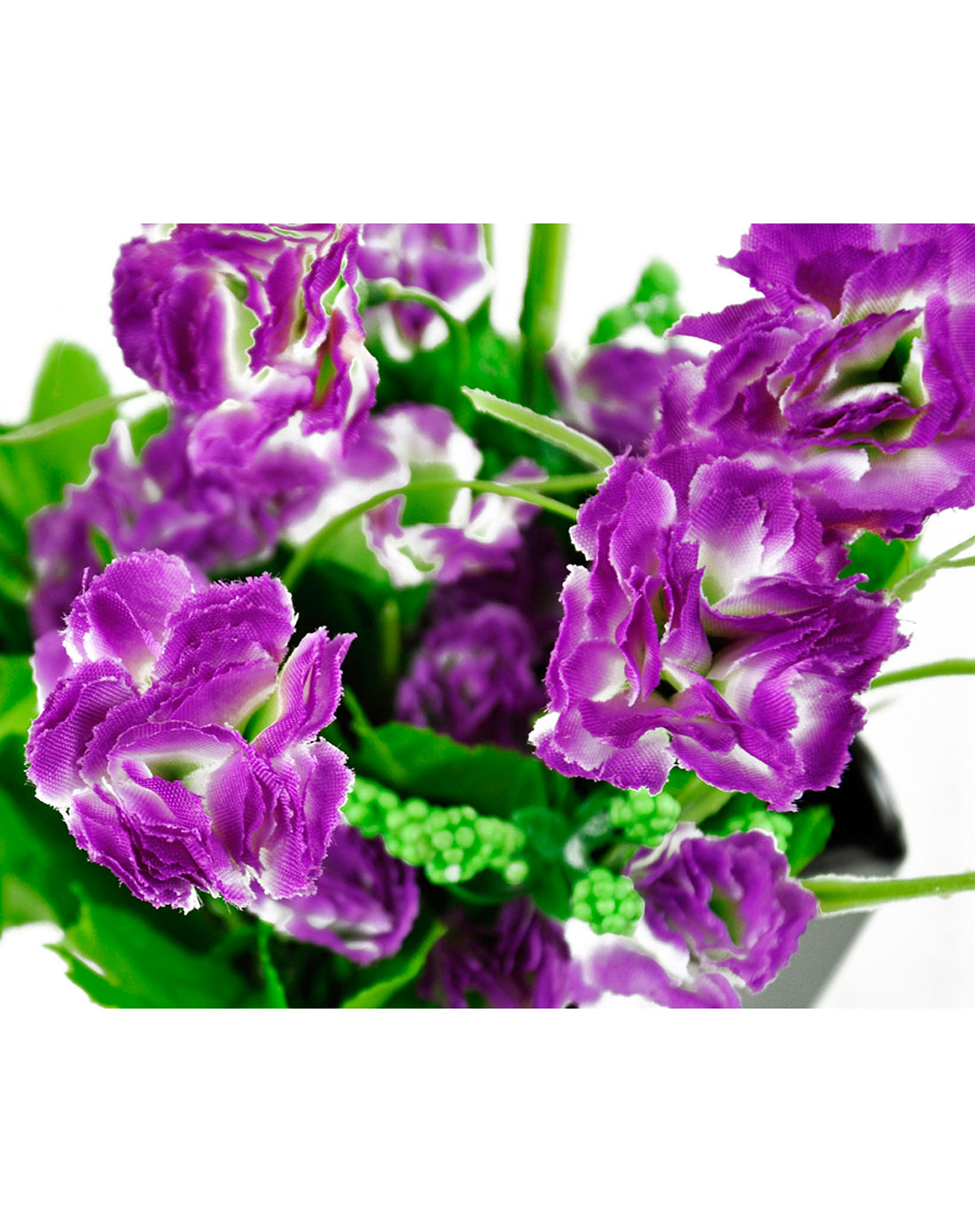 紫色康乃馨图片紫红色图片