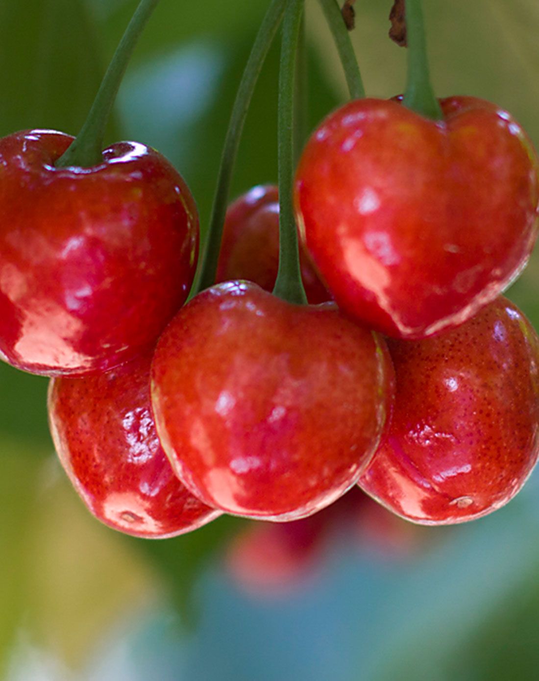 八鲜果海烟台萨米脱特级大果大樱桃产地直供5斤装果径26mm以上