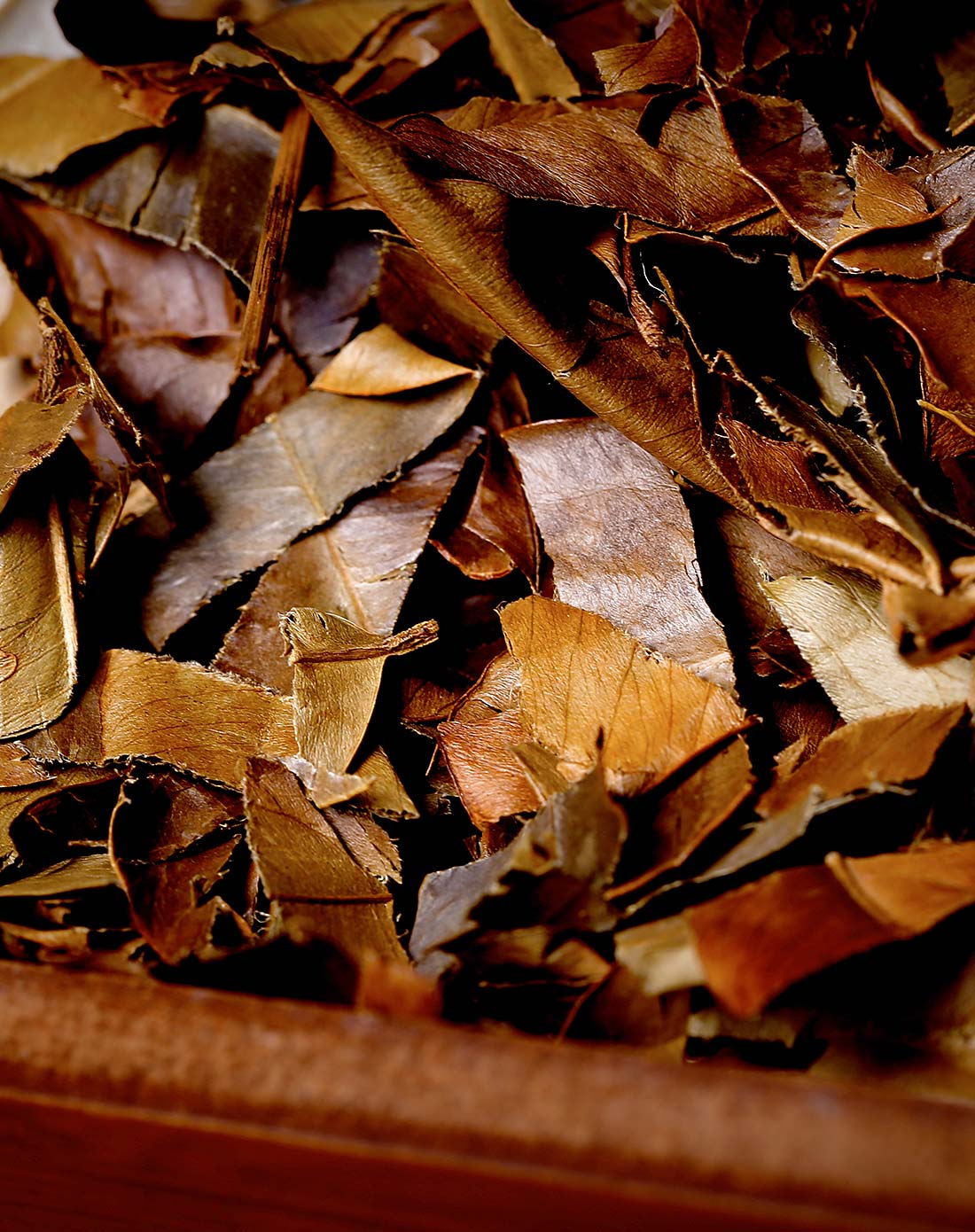 天然沉香树采摘泡茶沉香叶