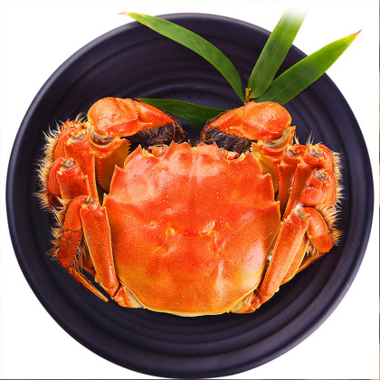 蟹小旺【现货】阳澄湖大闸蟹实物贵宾精致礼包公蟹4.0两*4只 母蟹3.