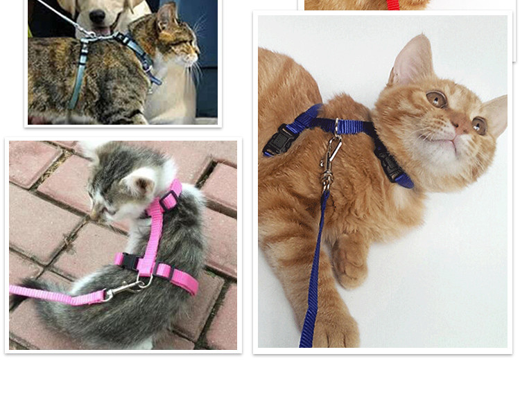宠物猫牵引绳子 防挣脱溜猫绳背心式猫链猫牵引绳子用品