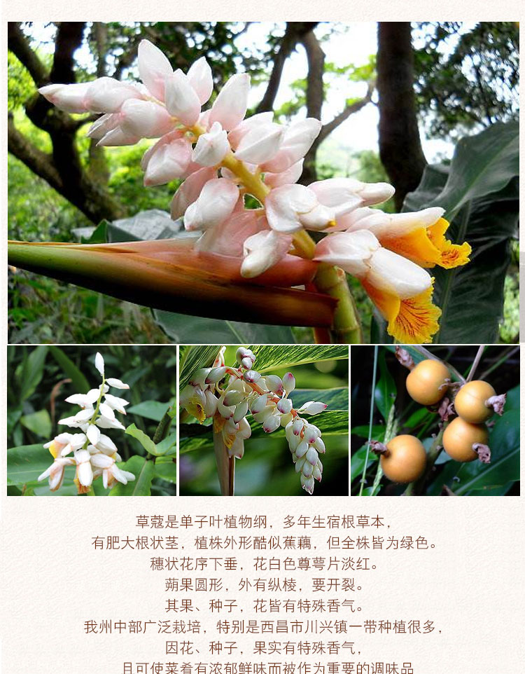 香料草蔻 草寇50g 草扣草豆蔻 飞雷子老寇老扣老豆蔻