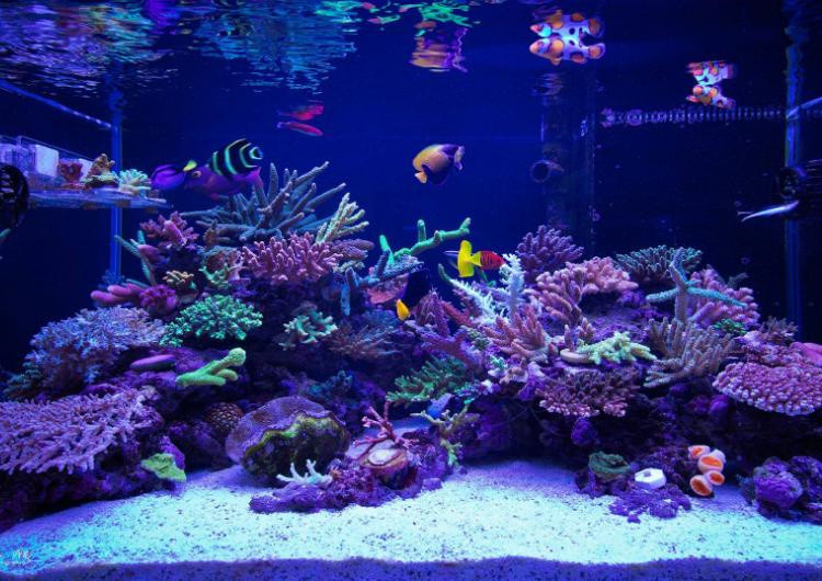 寄居蟹底砂珊瑚沙贝壳砂白沙鱼缸装饰造景海缸三湖慈鲷鱼