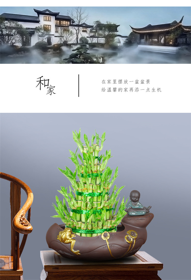 富貴竹植物水養客廳招財盆栽節節高竹塔土培綠植辦公好養送禮盆景