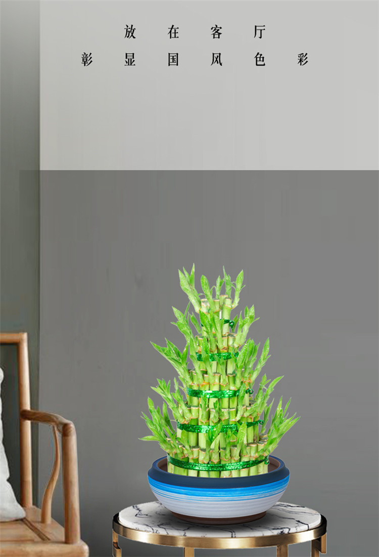 富贵竹植物水养客厅招财盆栽节节高竹塔土培绿植办公好养送礼盆景