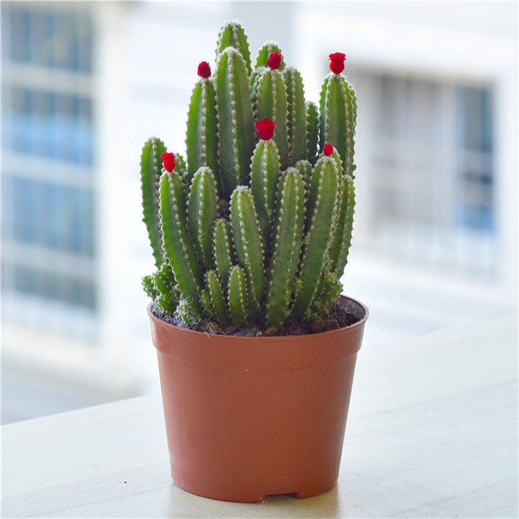 仙人掌盆栽多肉植物仙人球柱室内发财树花卉盆栽四季绿植好养