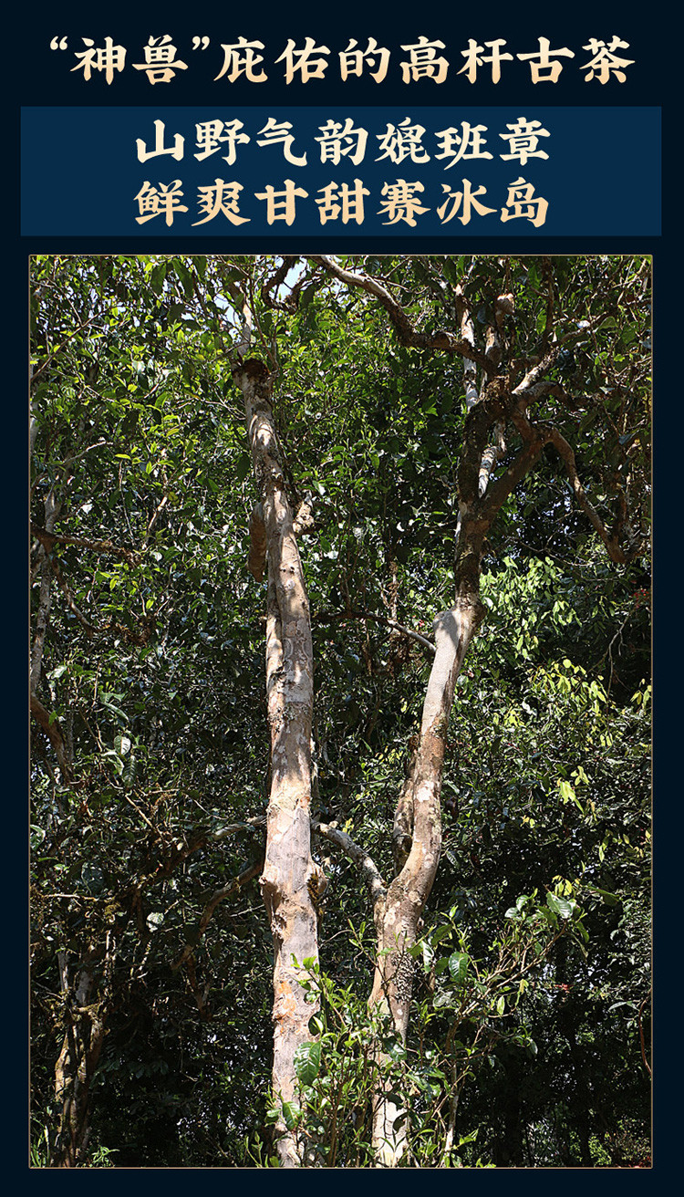 古600易武高杆茶蟒蛇箐纯料古树茶云南普洱茶生茶饼茶叶357g