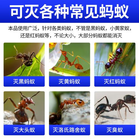 郁康 蚂蚁药室内外全窝家用非无毒正品除灭蚁专用粉末饵剂杀虫剂 图片 5