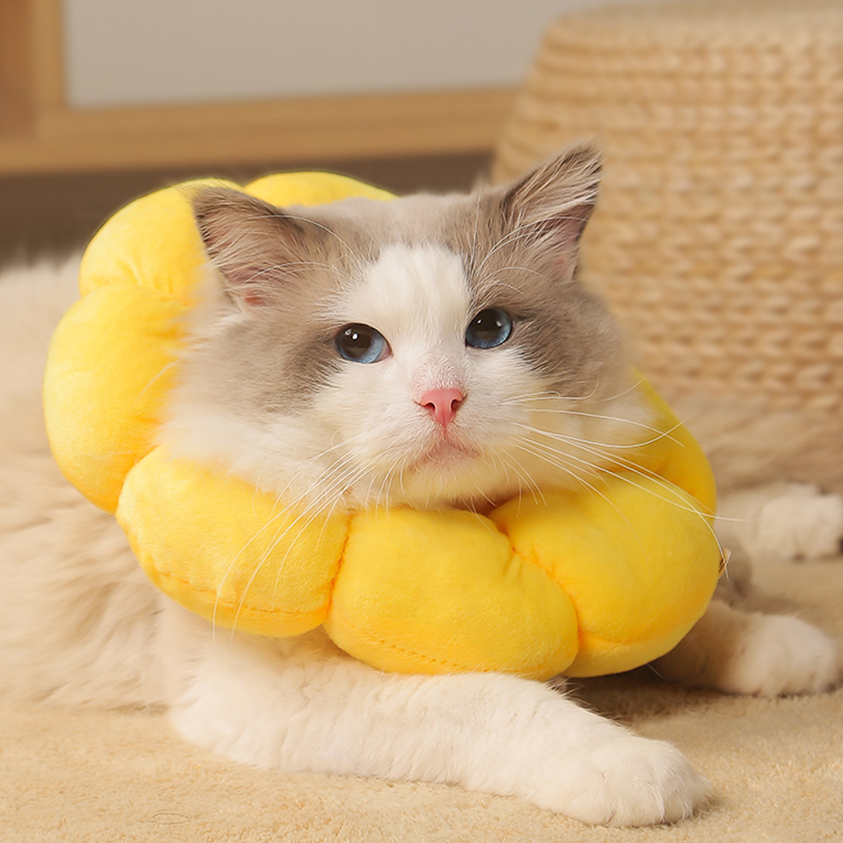 KimPets 猫咪项圈 太阳花伊丽莎白圈狗狗防舔防抓项圈软头套