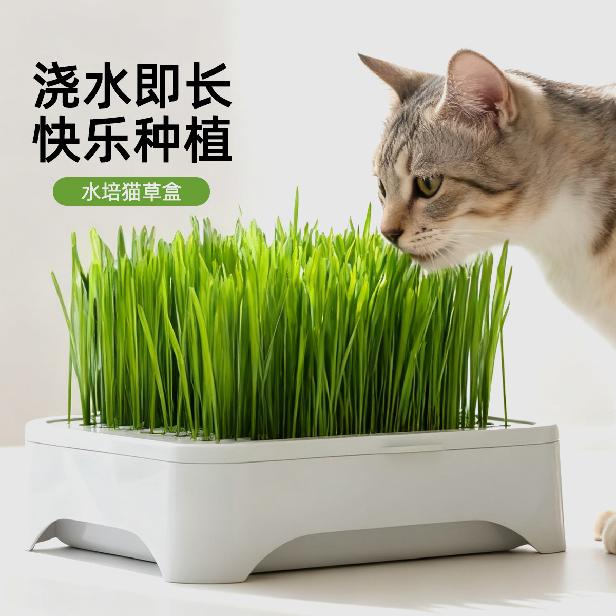 KimPets 猫草猫零食无土水培化毛球懒人种植猫薄荷宠物用品