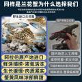 首鲜道 阿曼冷冻兰花蟹 螃蟹野外海捕 活冻梭子蟹 冷冻海产冻品1500g/袋 图片 5