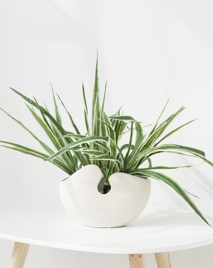北欧风 现代简约白色陶瓷花器花瓶--上弦月 仿真蕨类植物绿植套装