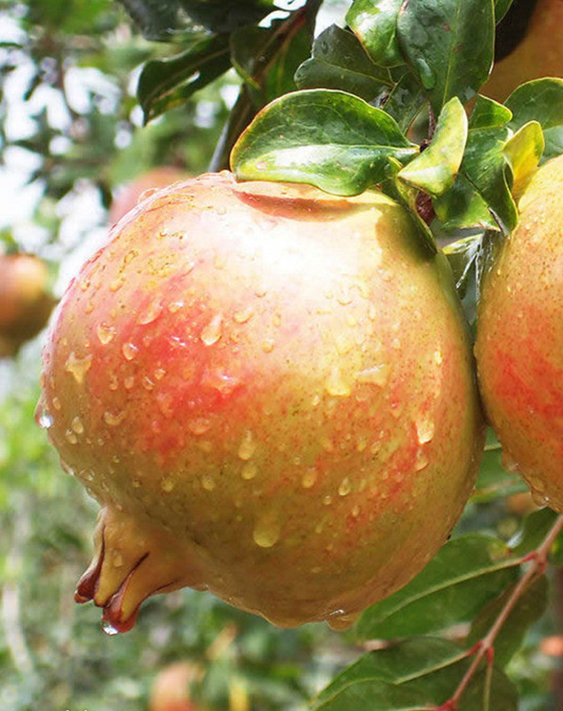 四川会理大石榴4个装(约500-550g/个)