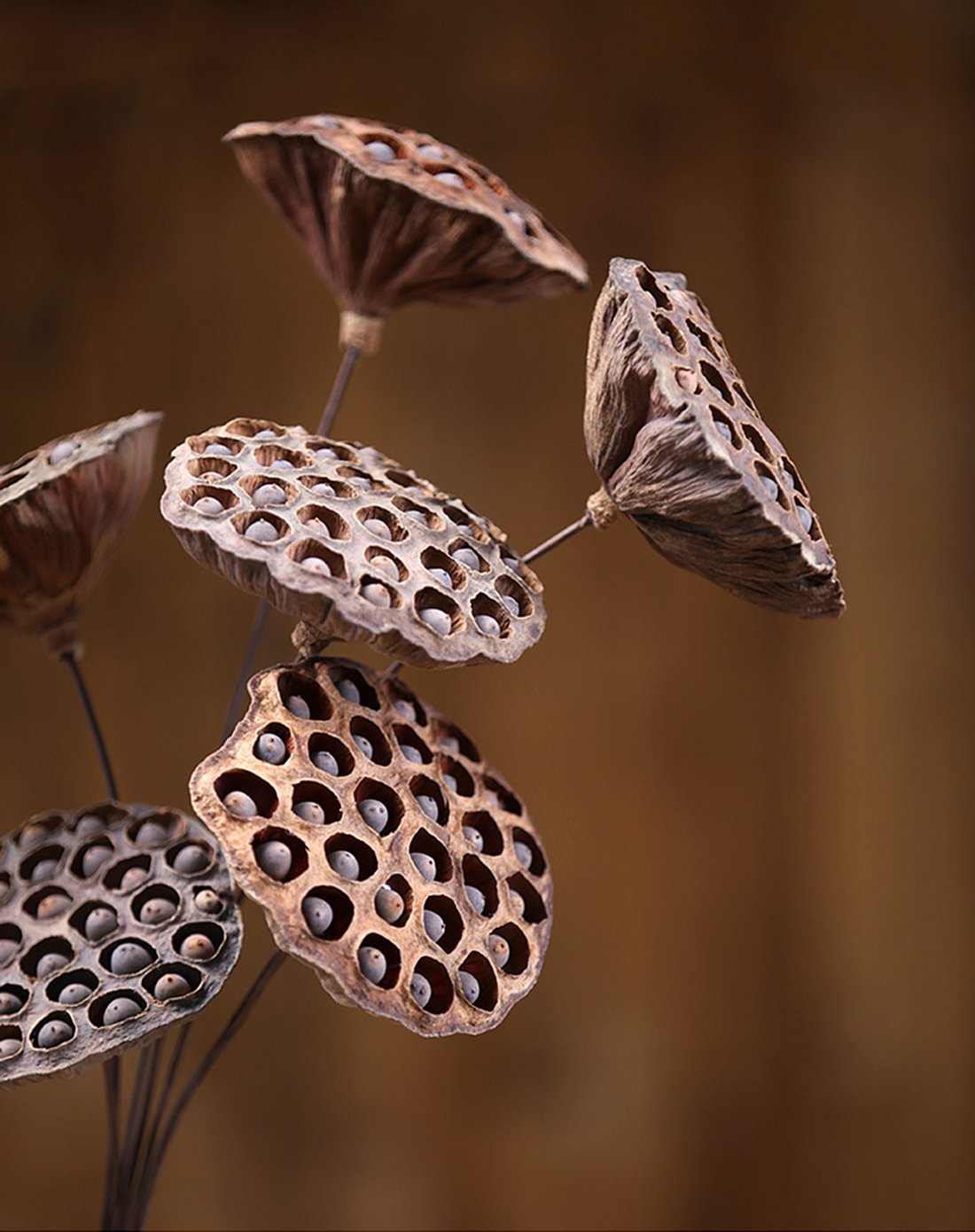 装饰插花艺莲蓬头拍摄道具家居干花仿真花
