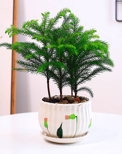 鲜花绿植花卉居家好养植物南洋杉中号盆栽