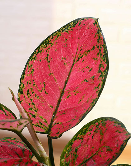 如意皇后红皇后红宝石如意吉祥泰国皇后净化空气观叶植物盆栽dzw-1