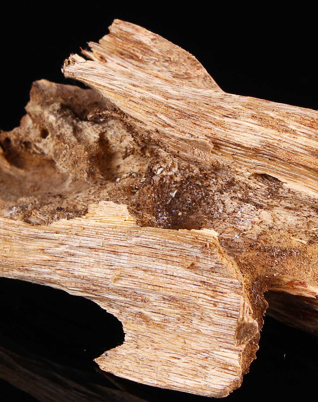 野生沉香-莞香虫漏原材料