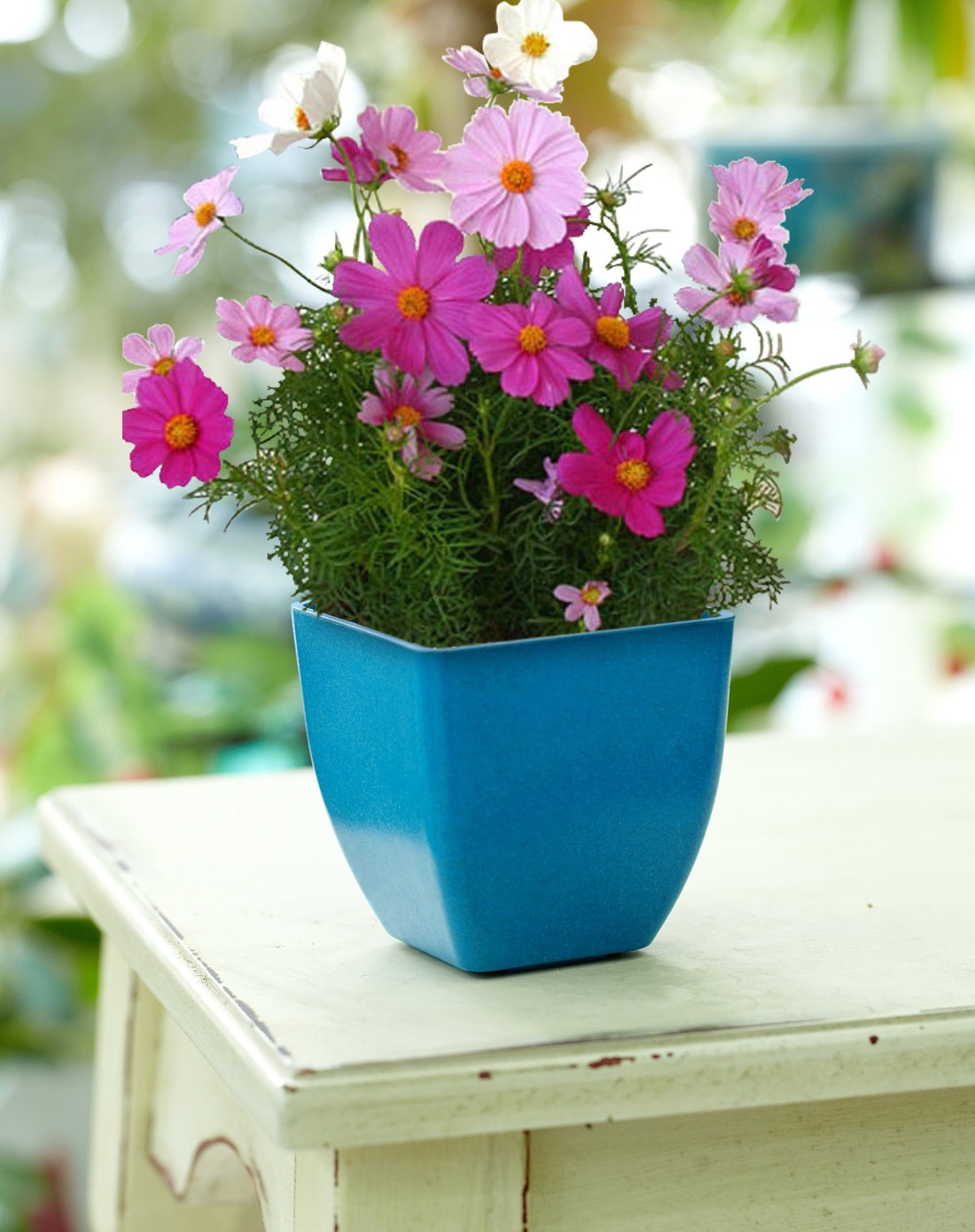 【都市农庄】桌面diy可降解花盆 种子盆栽植物(波斯菊)